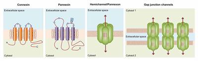 The Neuroglial Dialog Between Cannabinoids and Hemichannels